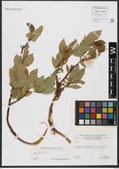 Foto von Salix hastata L.